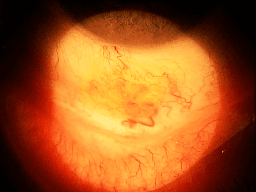 conjpap figure 1 (1)