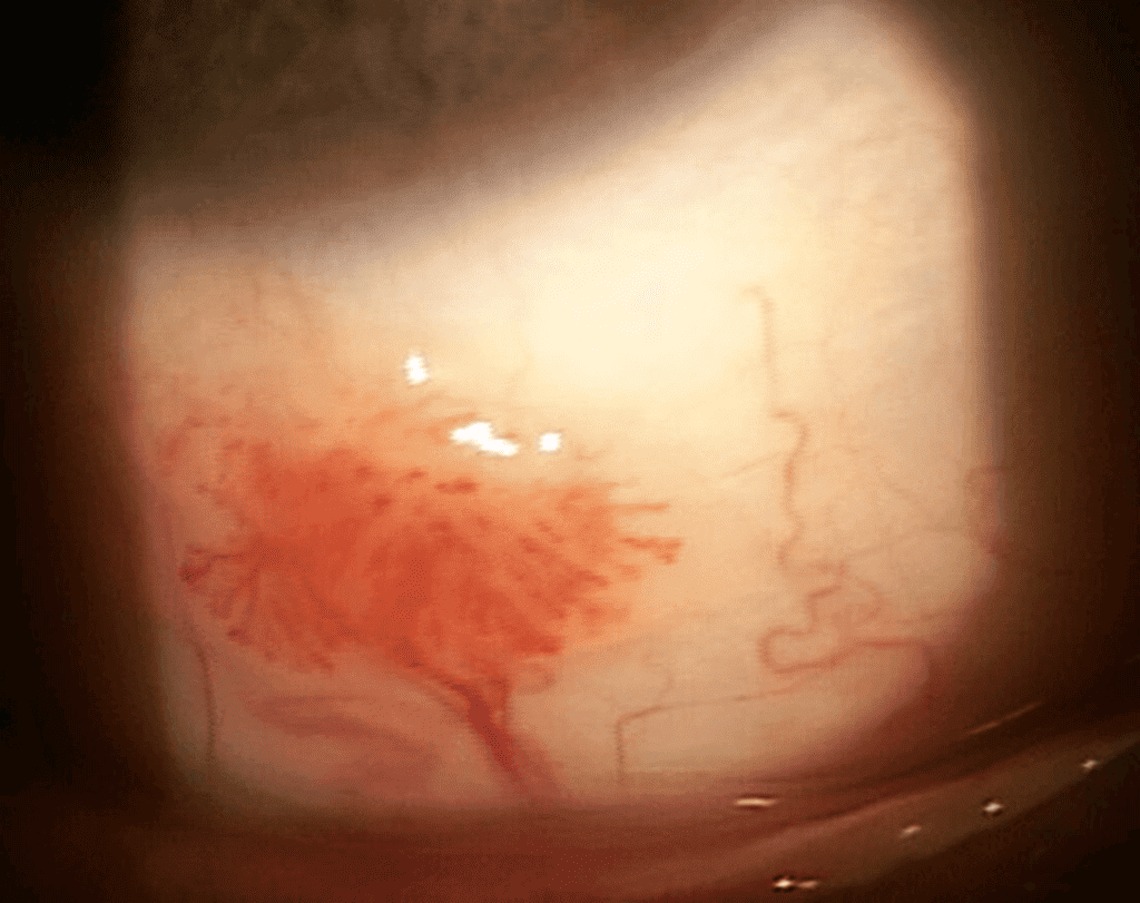 conjpap figure 2 (1)