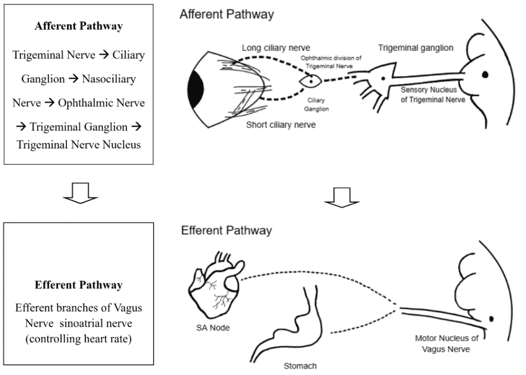 orbital fx figure 5 (medium)(1)