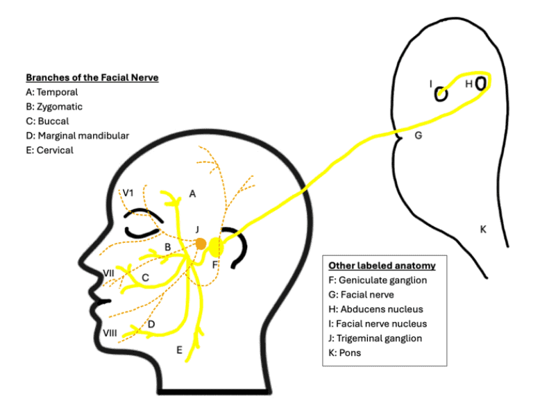 figure 5 cn7 (1)